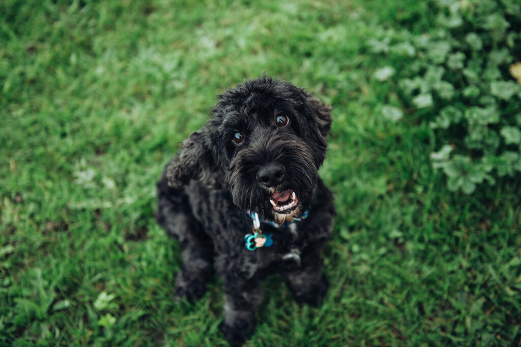 Dog on family photo shoot