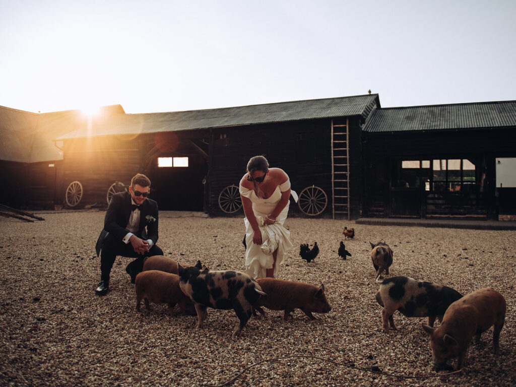 Bride and groom playing with pigs at South Farm wedding venue