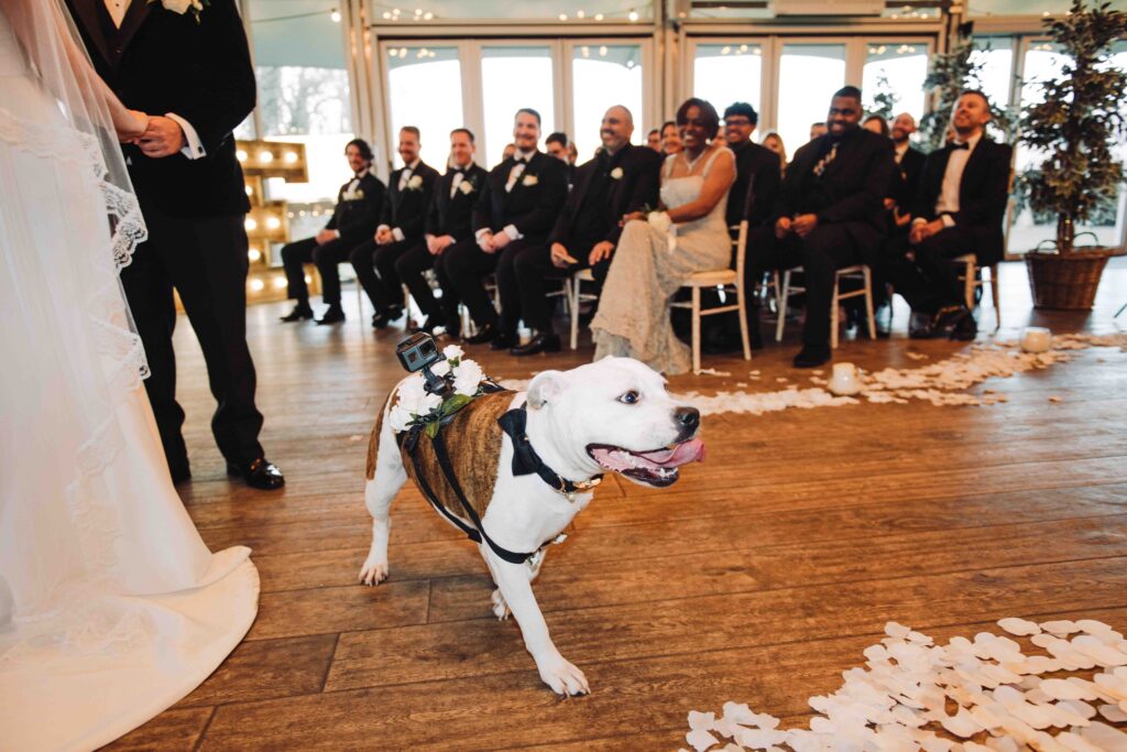 Dog at a wedding at the night yard