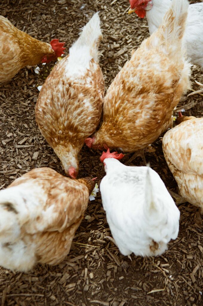 film scan of chickens