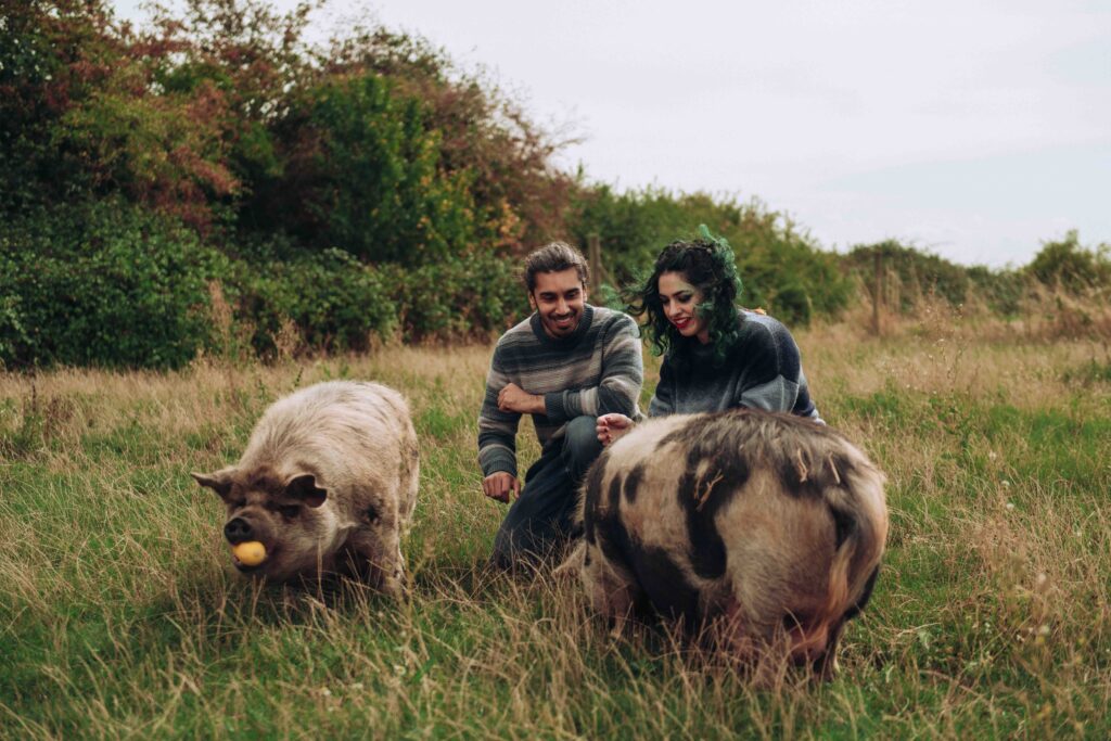 Man and woman feeding pigs