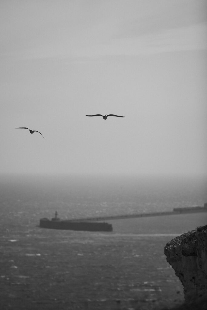 two seagulls flying over Dover port