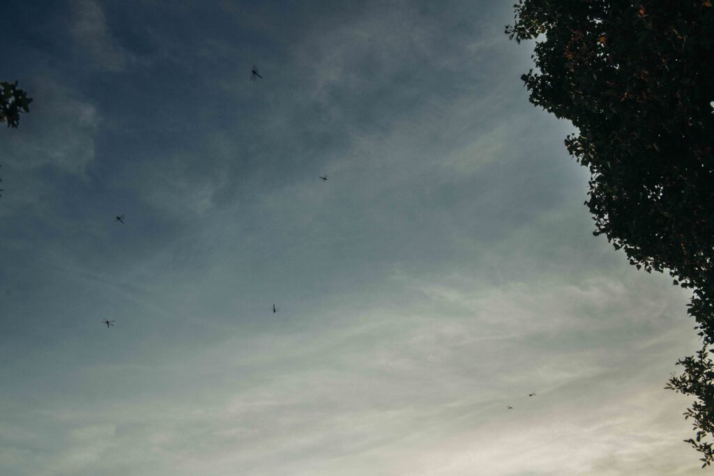 Dragonflies at wedding