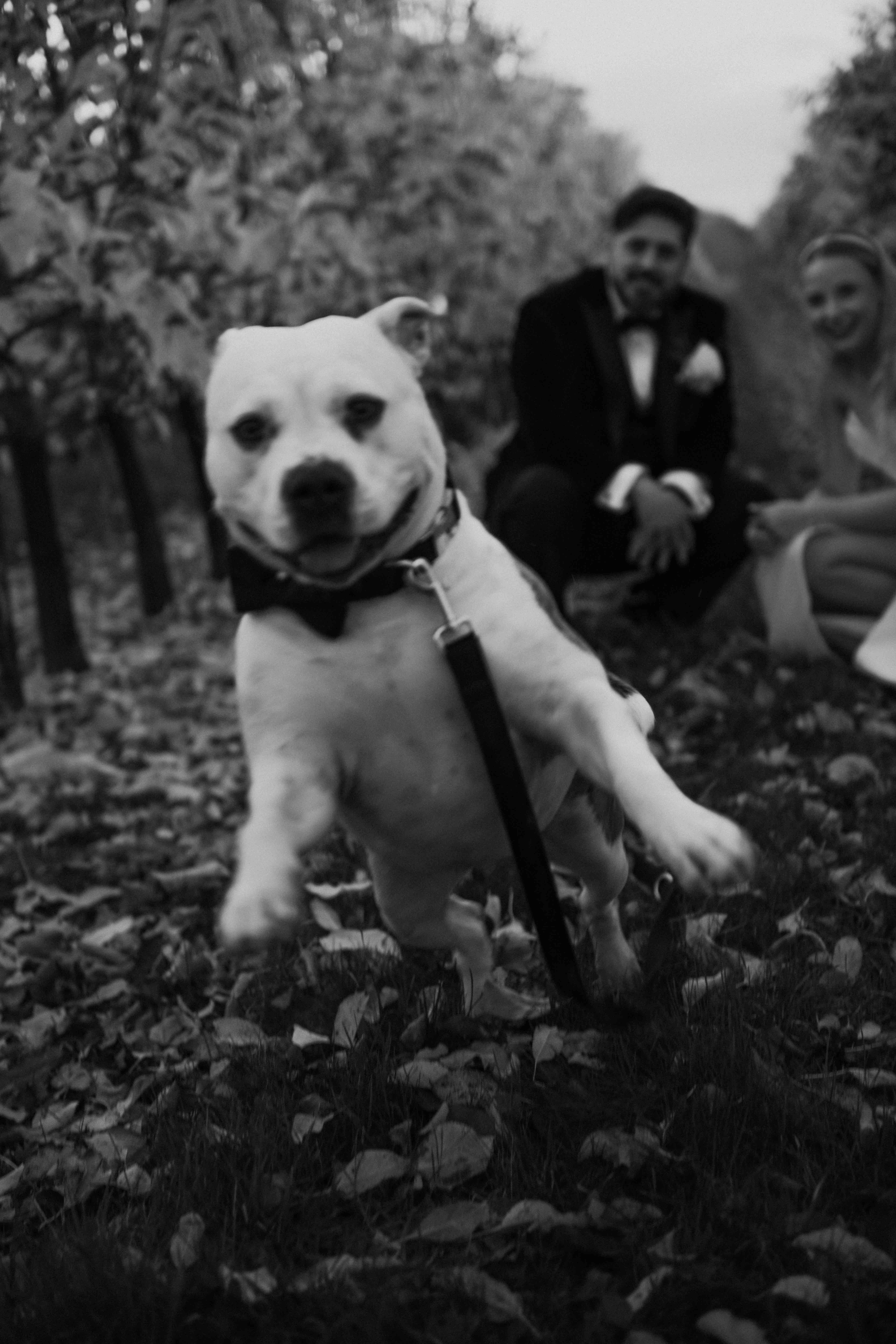 Dog jumping at the camera at a wedding