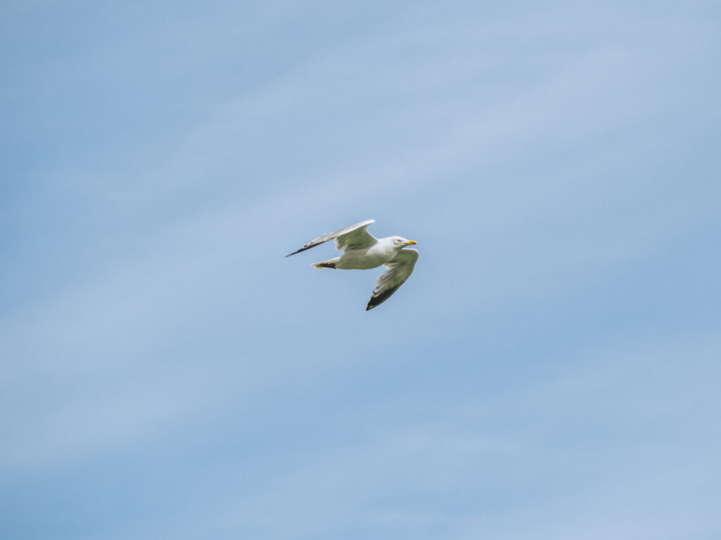 Seagull flying in Kent