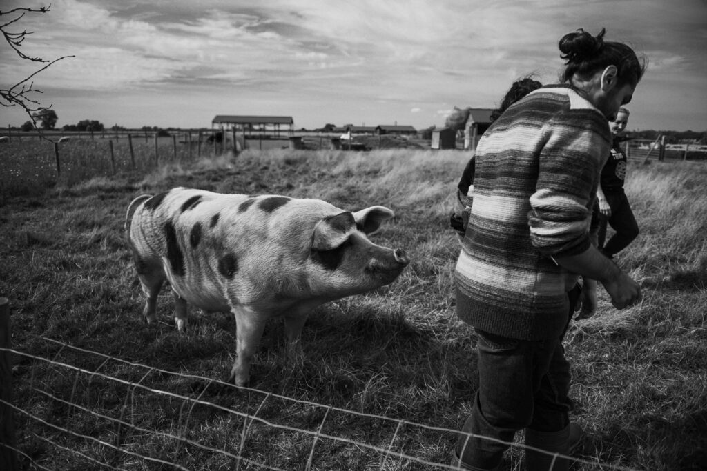 Big pig at Hempsall Farm