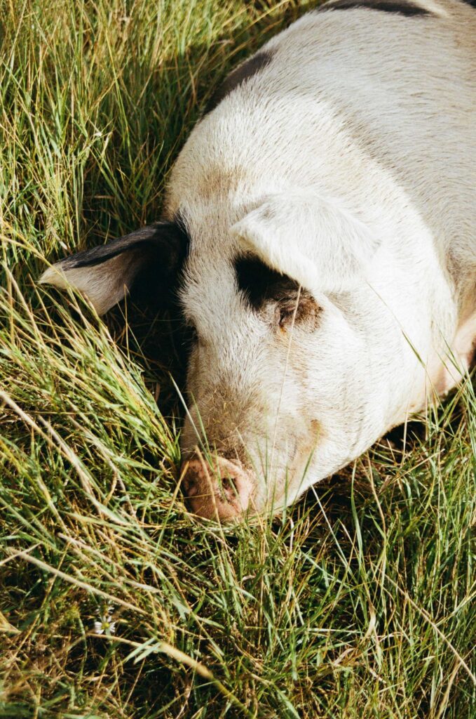 Pig on analogue film