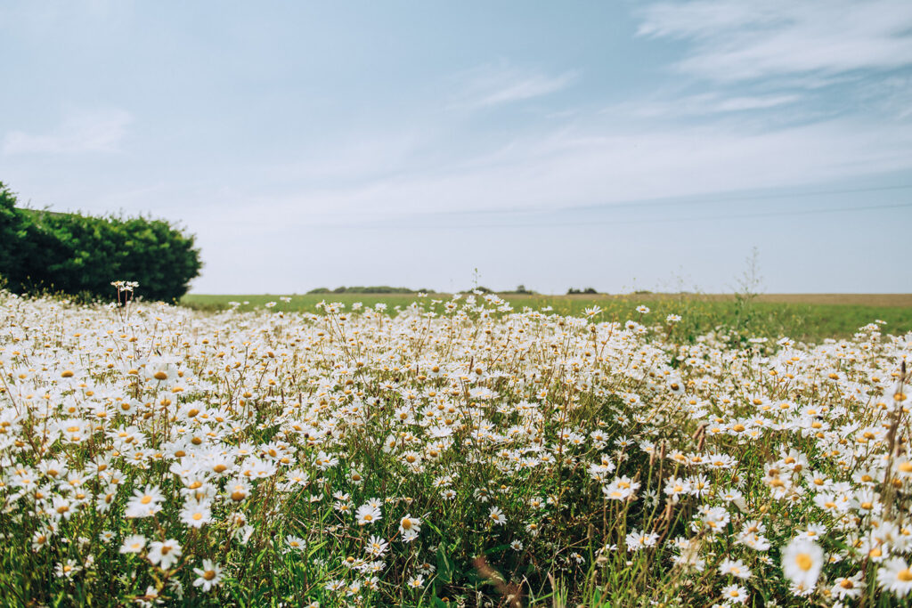 Daisies in a field by St Margarets Bay