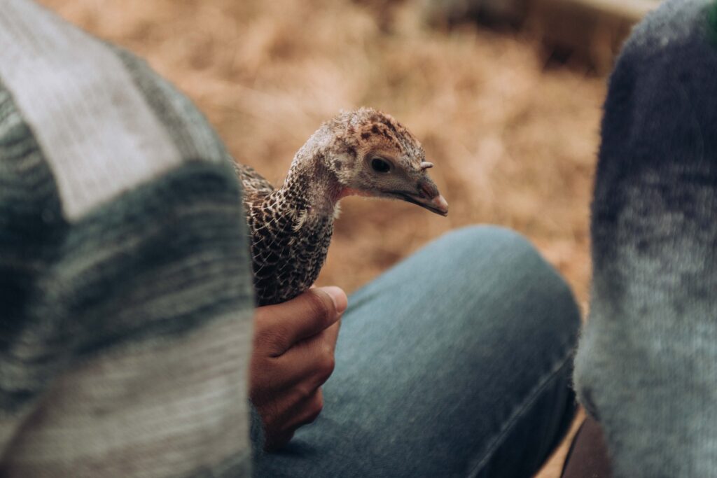 Baby turkey at animal sanctuary