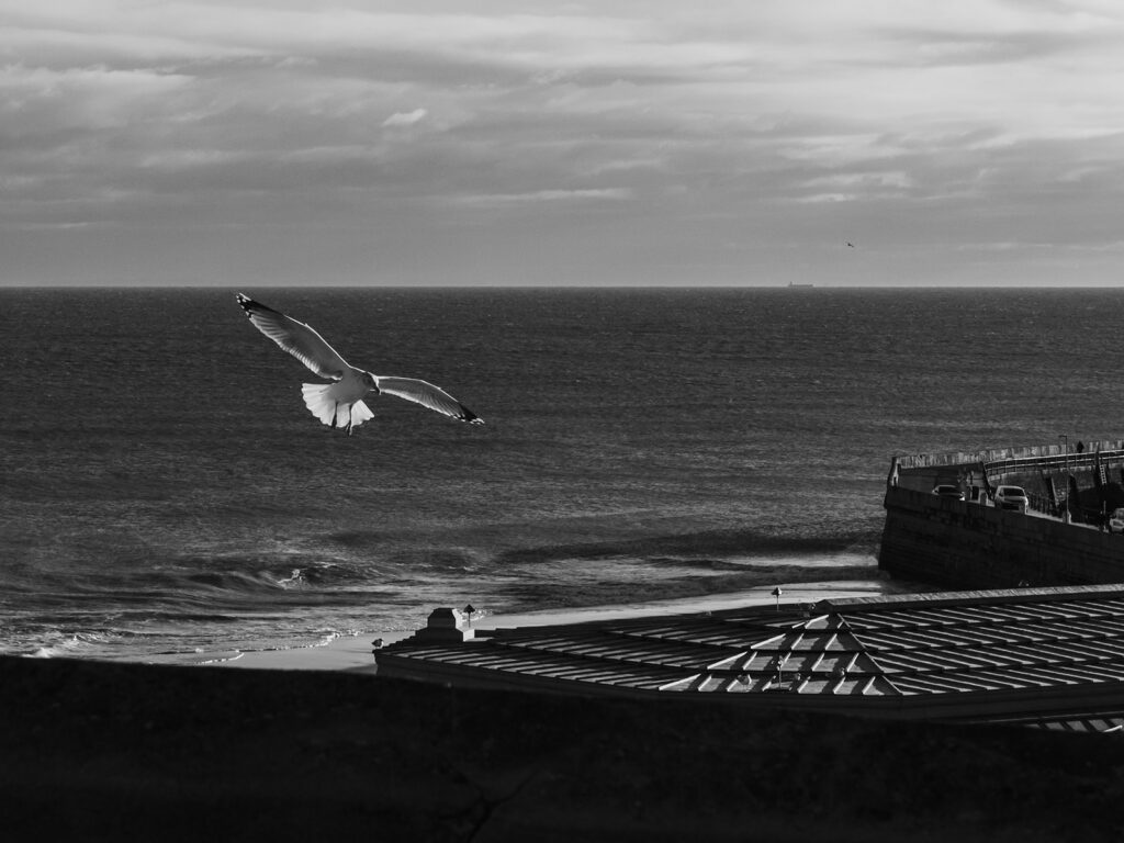seagull flying over Ramsgate