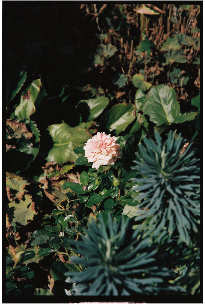 broome park flower 1
