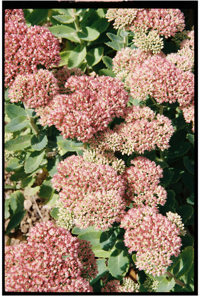 broome park flowers film