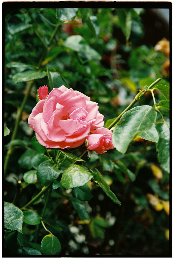 Pink roses near a zoo enclosure at Port Lympne wedding photographer venue in Kent
