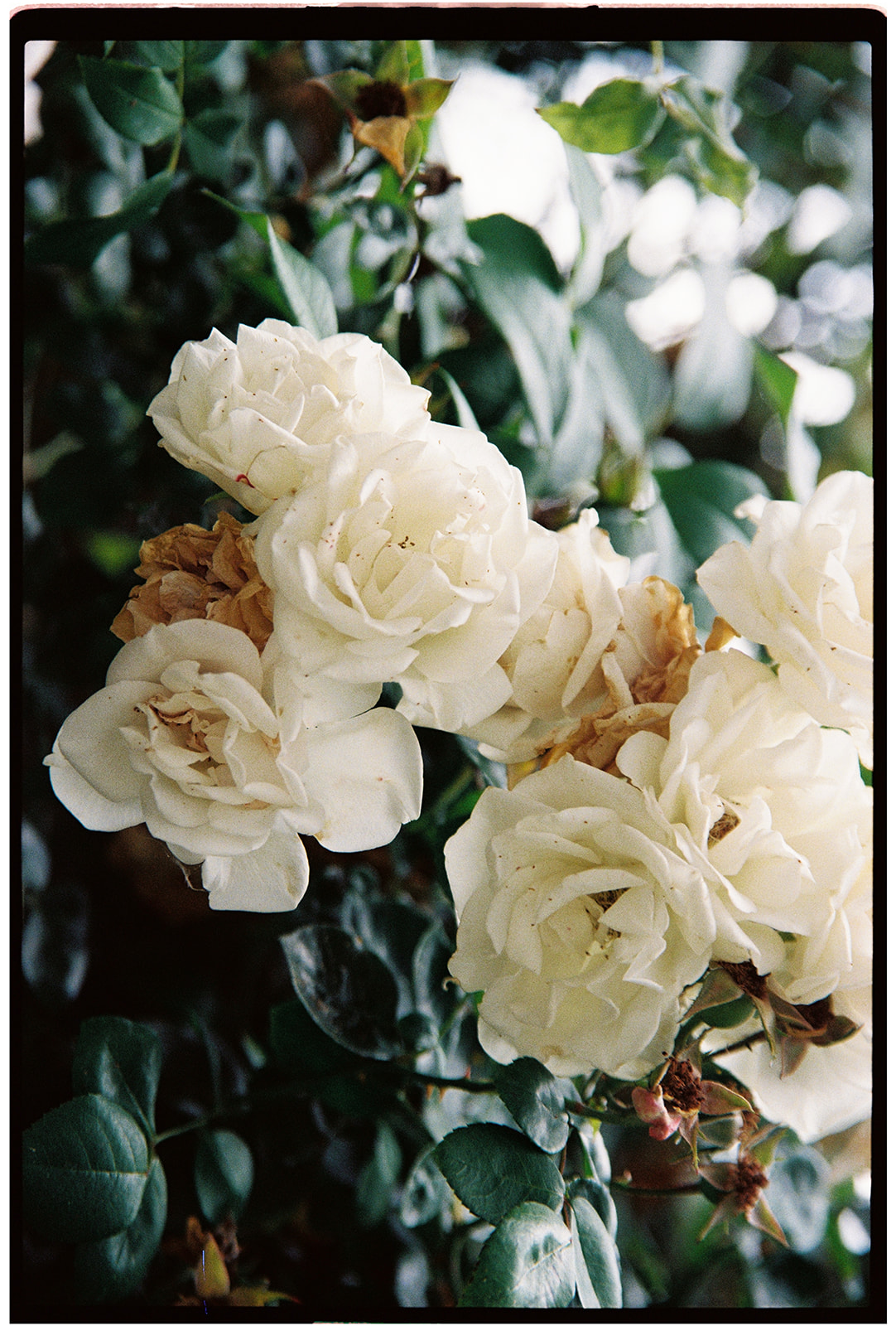 port lypmne wedding photographer