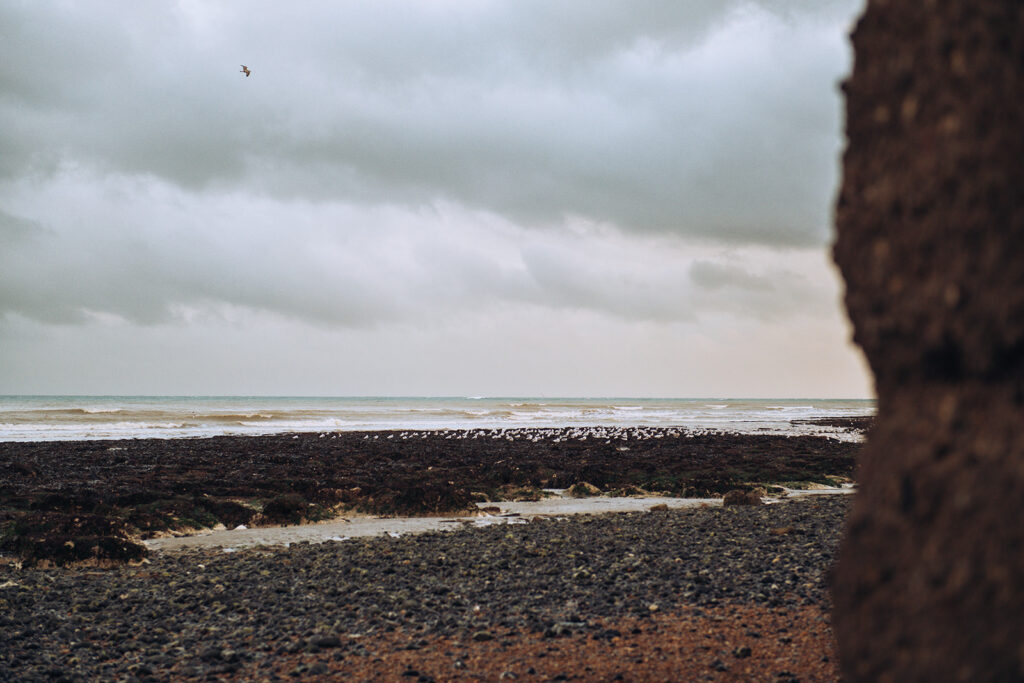 Seagulls sat on rock pools in Kingsdown