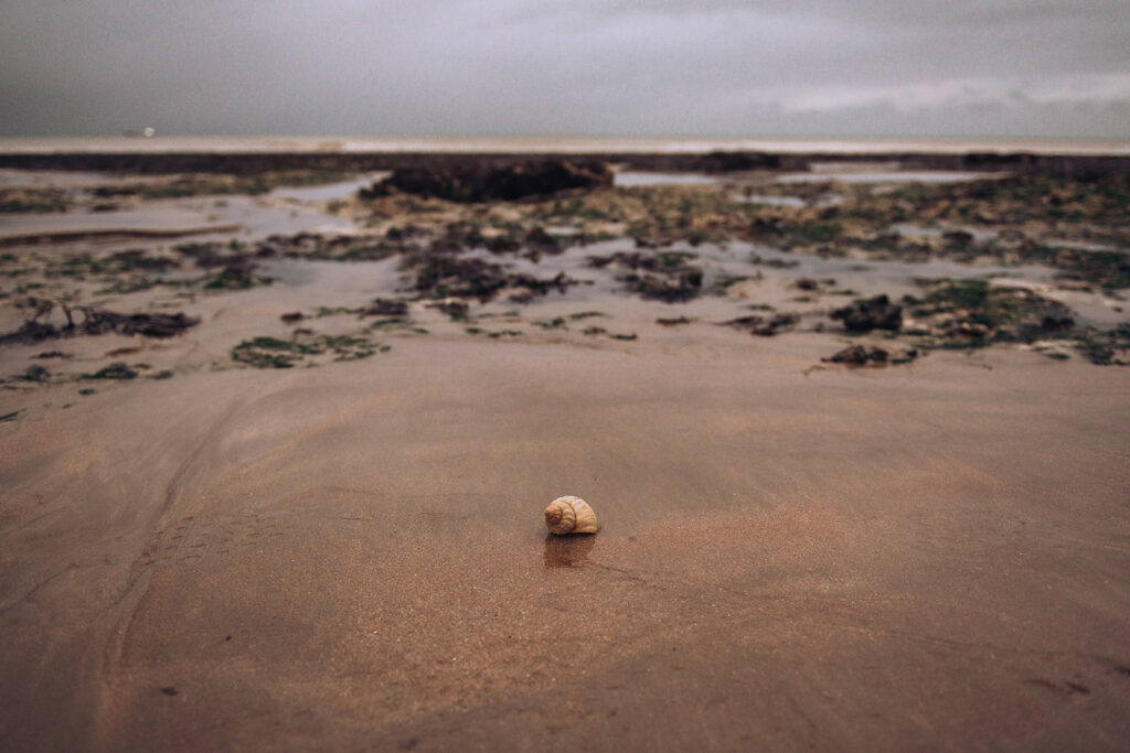 shell on the beach in Kent