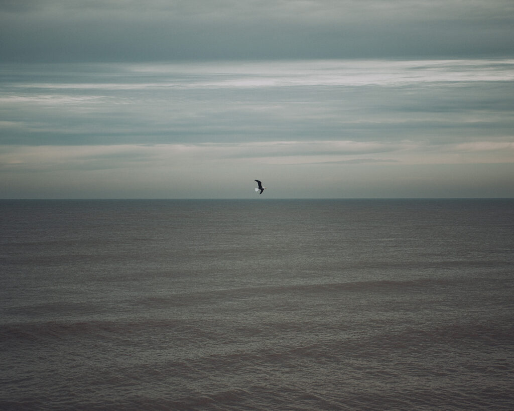 Camber sands seagull